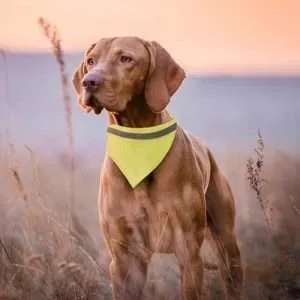 Collar Bandana Bipols - Imagen 3