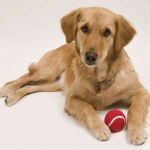 Pelota Niki - Imagen 5