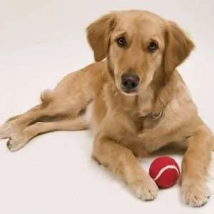 Pelota Niki - Imagen 5