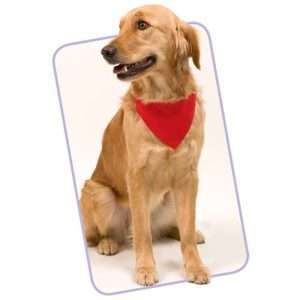 Collar Bandana Roco - Imagen 4
